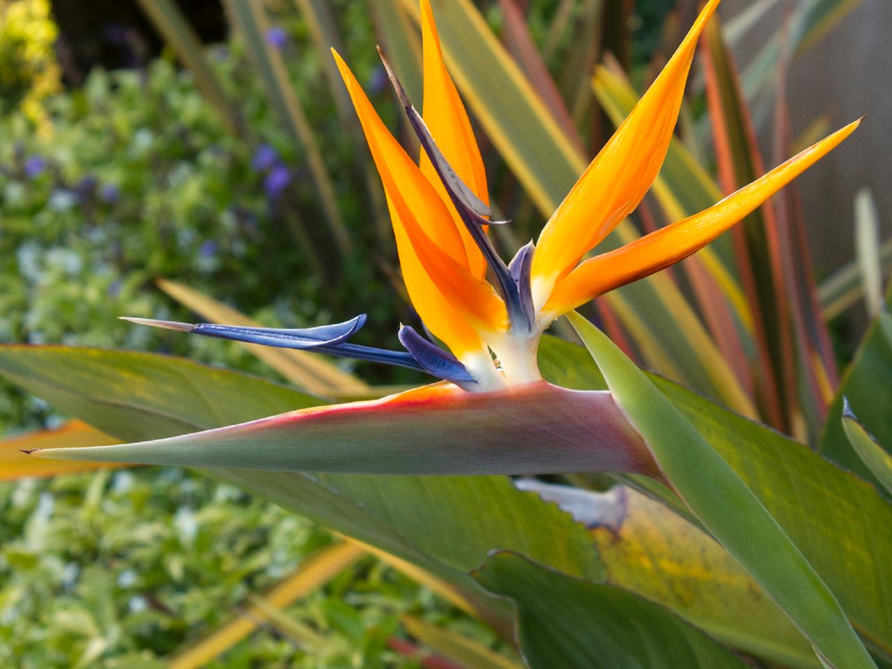How to get more flowers in Bird of Paradise?